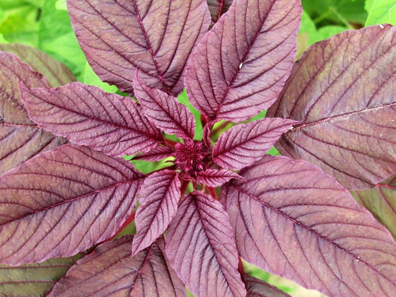 10 Unusual Vegetables You Can Grow in Australia
