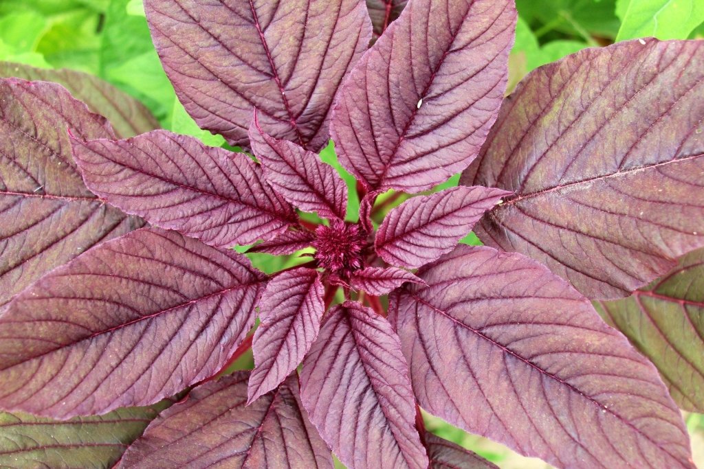 10 Unusual Vegetables You Can Grow in Australia - Happy Valley Seeds