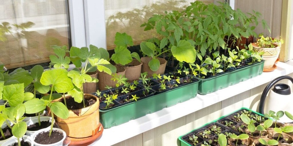 21 Reasons Why Your Seeds Didn’t Germinate – And How To Fix It - Happy Valley Seeds