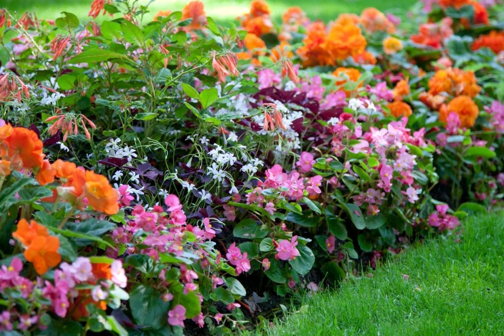 A Beginner's Guide to Growing Annual Flowers from Seed - Happy Valley Seeds