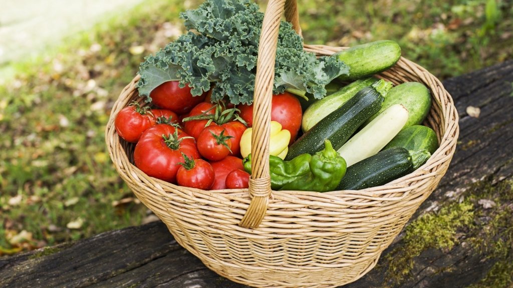 A Beginner's Guide to Vegetable Plant Families - Happy Valley Seeds
