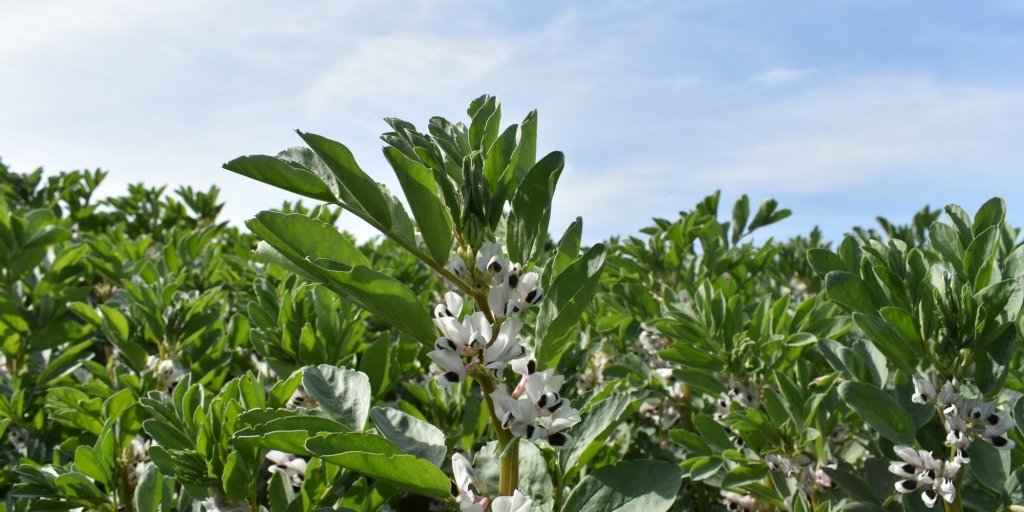 A Comprehensive Guide on Growing Broad Beans - Happy Valley Seeds