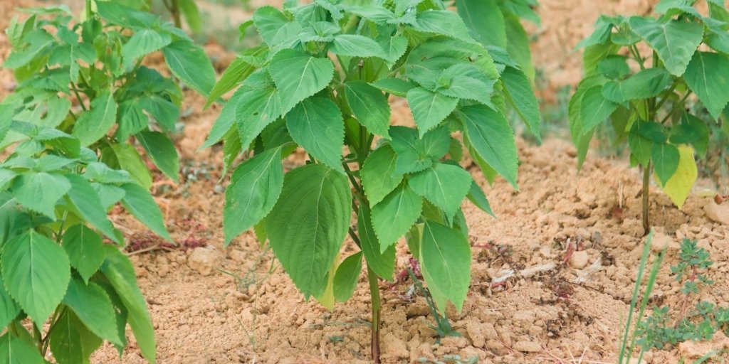 A Comprehensive Guide on Growing Egyptian Spinach - Happy Valley Seeds