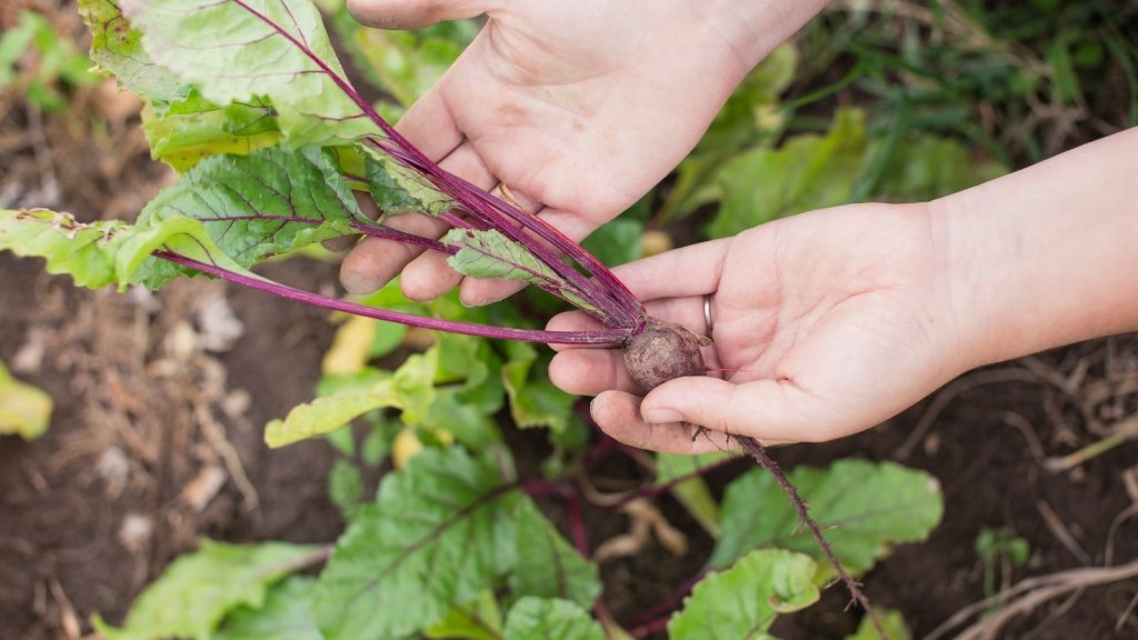 All Top and No Bottom: Why Radish, Beetroot and Carrots Do Not Form Roots - Happy Valley Seeds