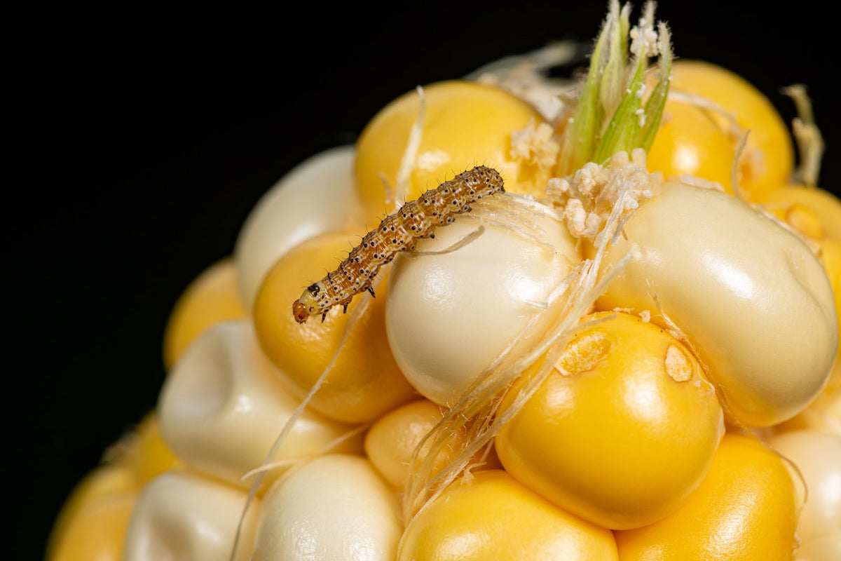 An armyworm caterpillar feeding on a corn cob.