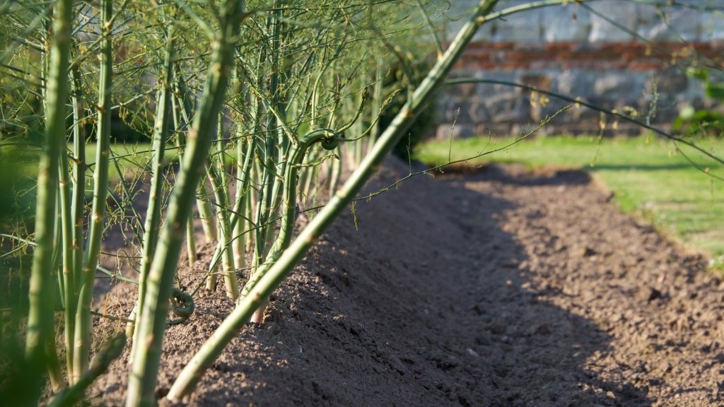 Asparagus companion planting: choosing neighbours for a twenty year bed - Happy Valley Seeds