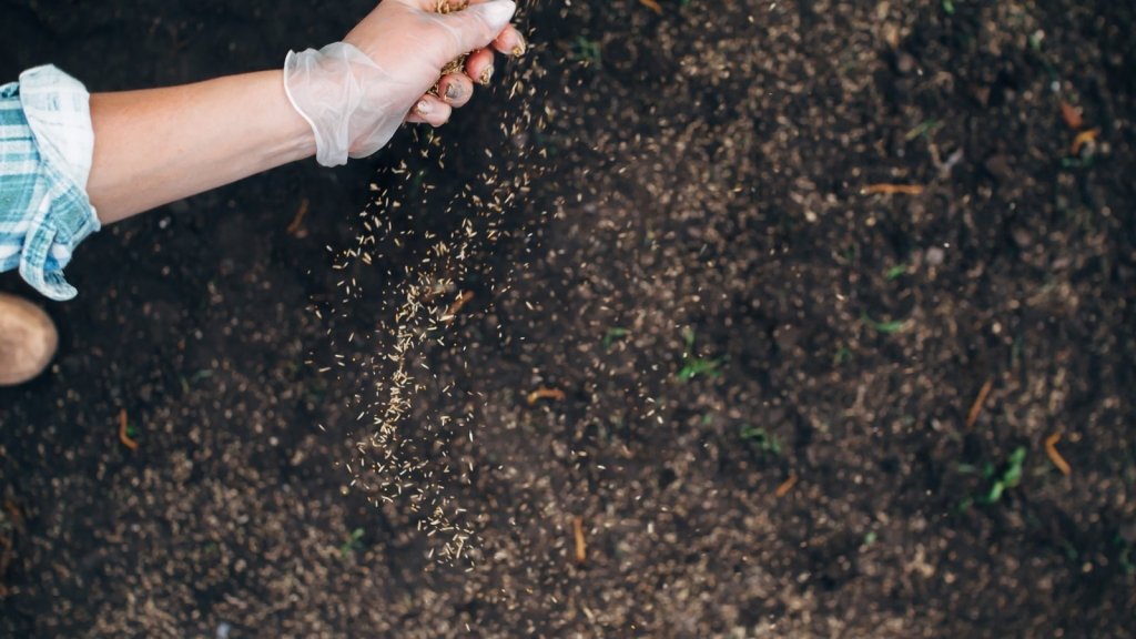 Autumn Sowing in Australia: What to Sow in March, April and May - Happy Valley Seeds