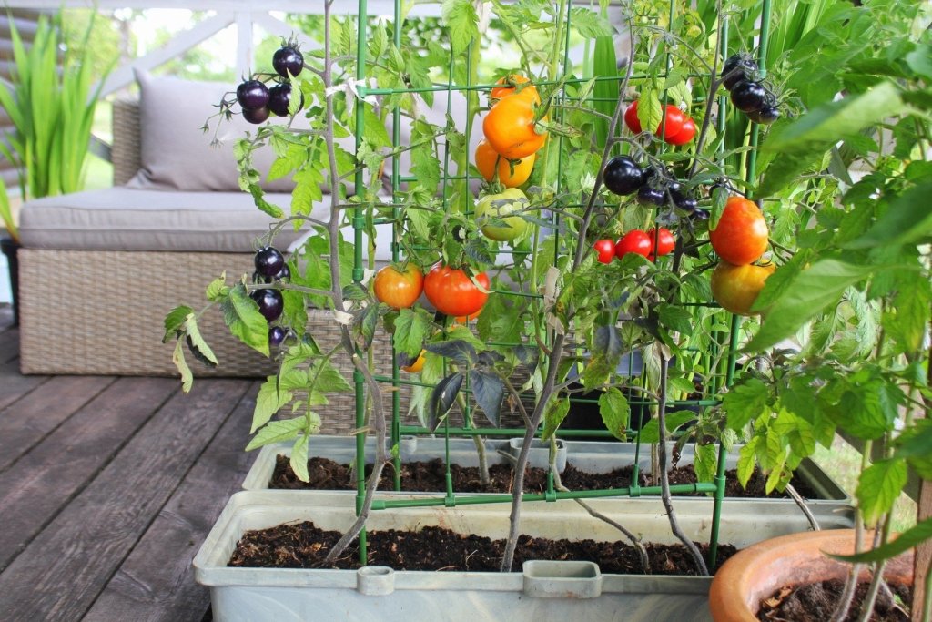 Balcony and Courtyard Veg: What to Grow in Pots in Australia - Happy Valley Seeds