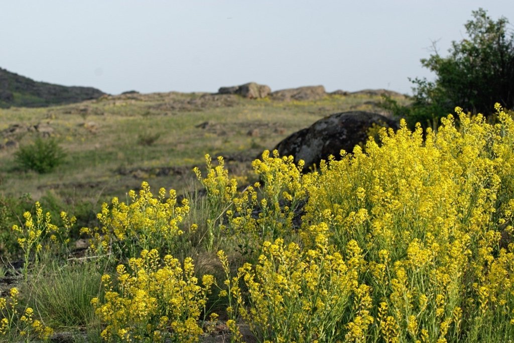 Brassica Biofumigation: A Home Gardener’s Guide to Natural Soil Disease Control - Happy Valley Seeds