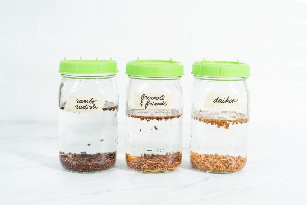 Broccoli Sprouts vs Alfalfa Sprouts: Nutrition, Taste, and How to Grow Both at Home - Happy Valley Seeds