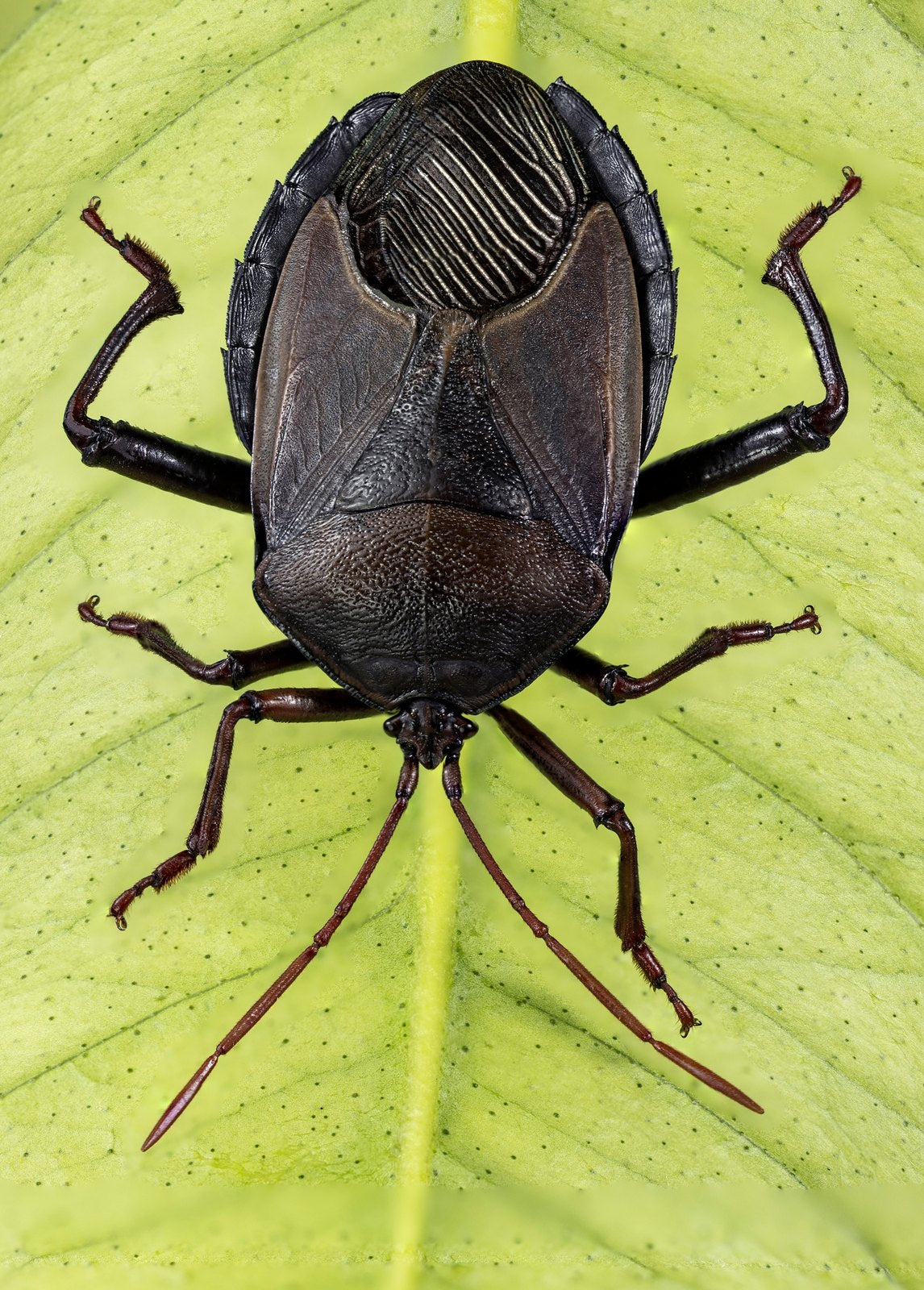 A bronze orange bug on a citrus leaf.