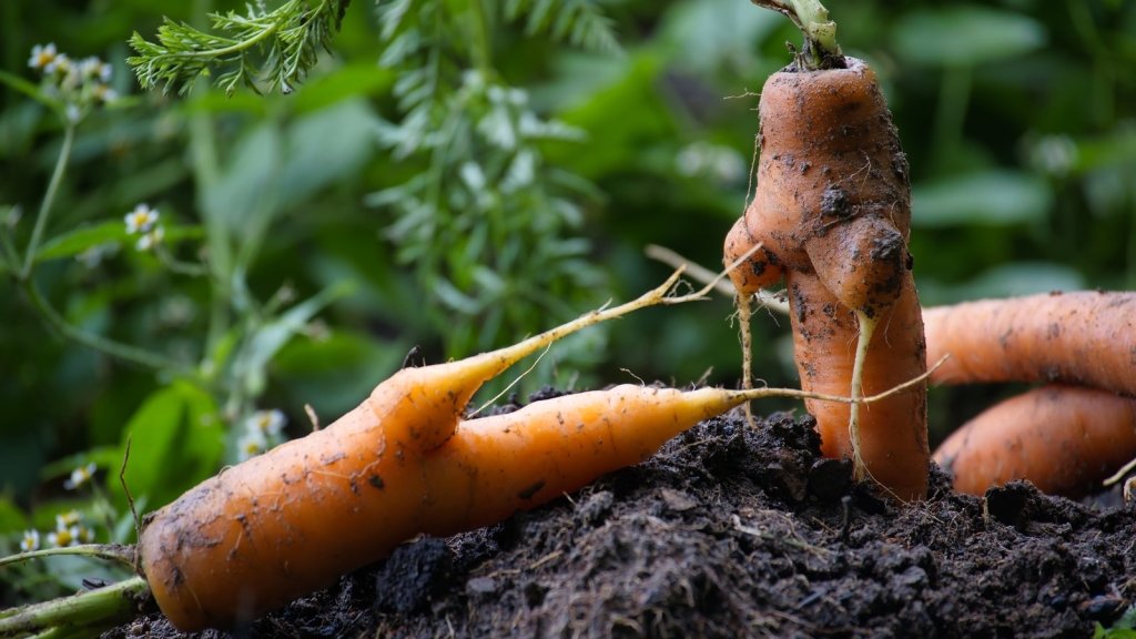 Carrot Growing Problems: Forked, Hairy, Green or Missing Altogether - Happy Valley Seeds