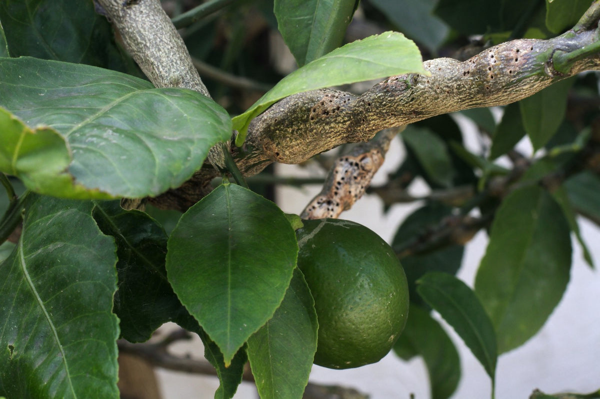 A citrus stem swollen and pockmarked by citrus gall wasp.