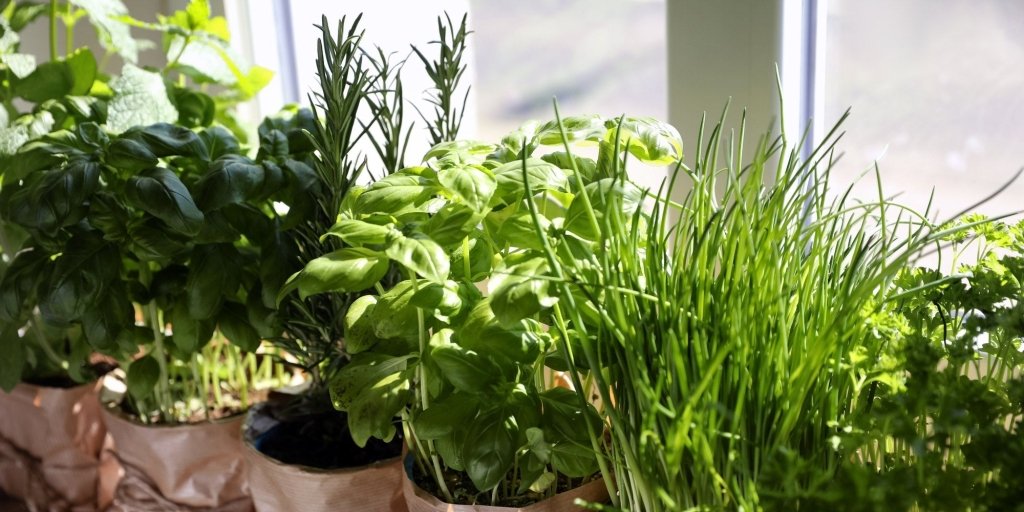 Culinary Kitchen Windowsill Herbs To Grow - Happy Valley Seeds