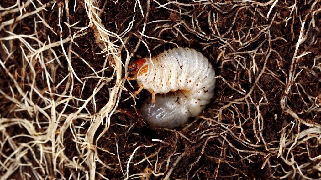 Curl Grubs: Which Ones Harm Your Plants and What to Do - Happy Valley Seeds