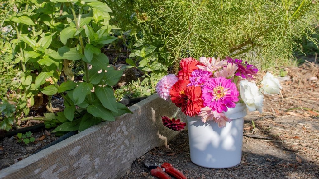Cut Flowers That Last: Picking and Conditioning Blooms From Your Own Garden - Happy Valley Seeds