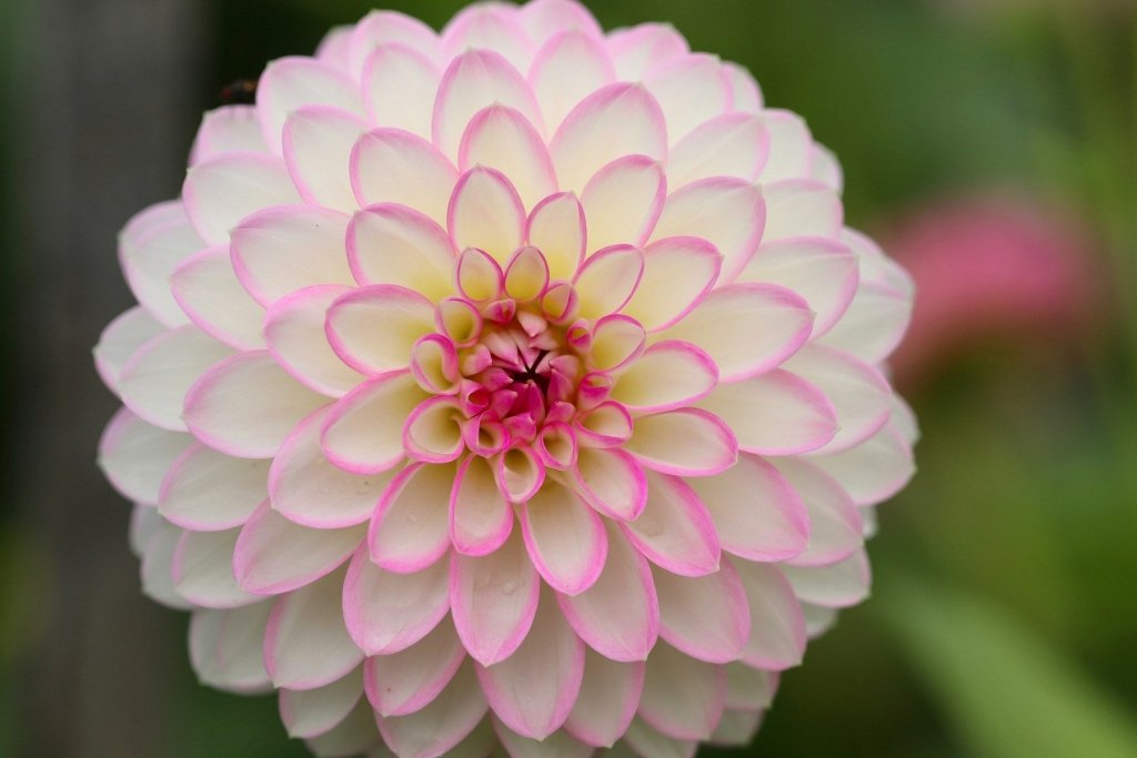 Dahlias from Seed or Tubers: An Australian Beginner's Guide - Happy Valley Seeds