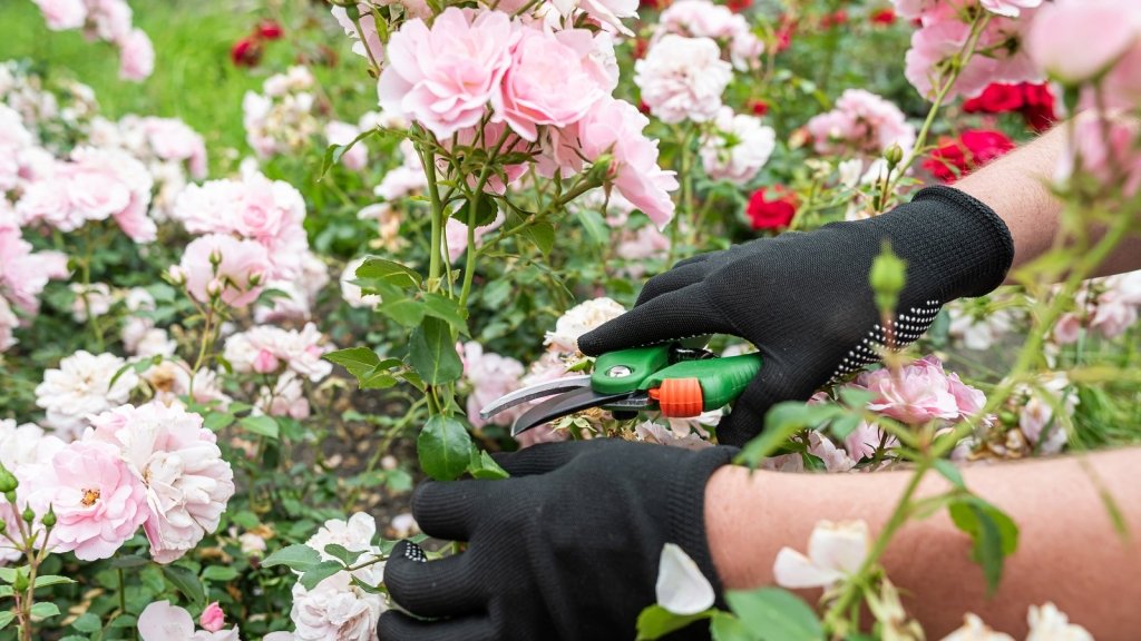 Deadheading: The Ten Minutes a Week That Keeps Flowers Coming All Summer - Happy Valley Seeds
