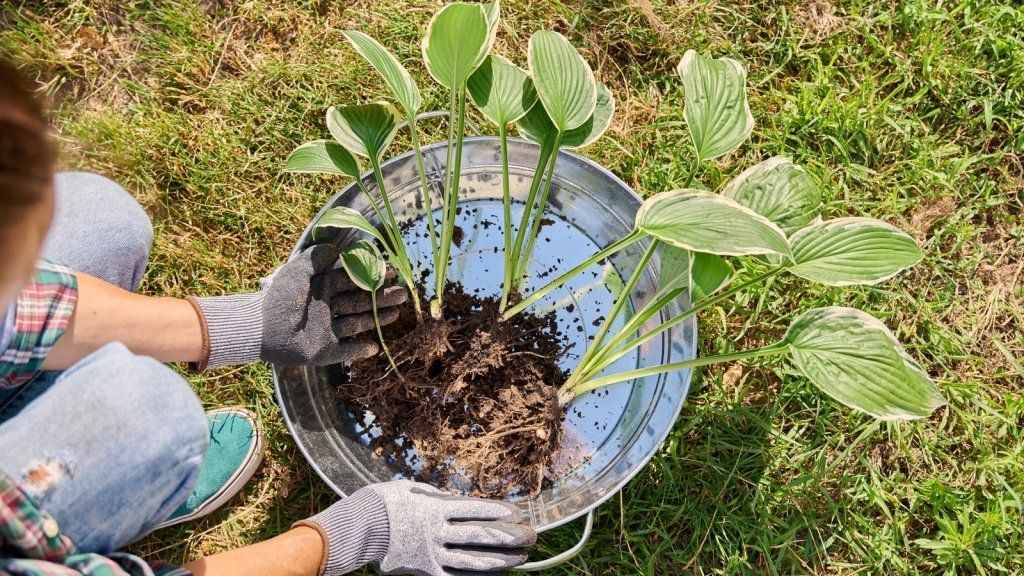 Dividing Perennials: How to Revive a Tired Clump and Multiply Your Plants - Happy Valley Seeds