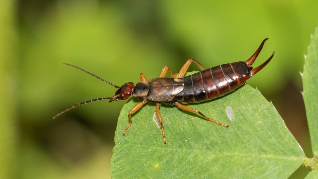 Earwigs in the Garden: Friend, Foe, or a Bit of Both? - Happy Valley Seeds