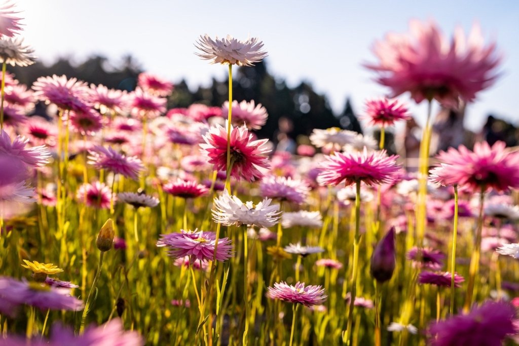 Everlasting Daisies: The Toughest, Most Rewarding Australian Native Flower You Can Grow from Seed - Happy Valley Seeds