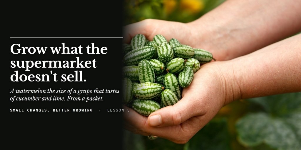 Five things you will not often find on a supermarket shelf, and can grow from a packet each spring - Happy Valley Seeds
