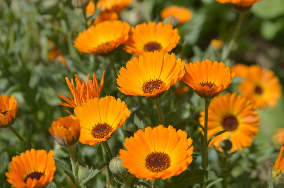 Orange calendula flowering in a garden bed