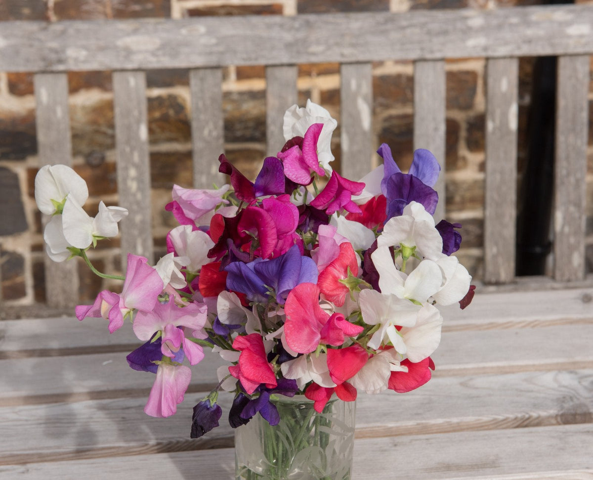 A jar of cut sweet peas in pink, purple and white on a garden bench