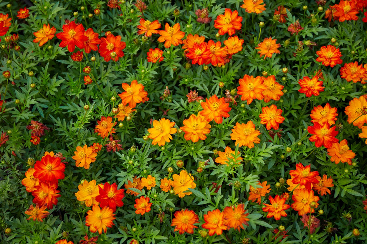 Orange and red cosmos flowering thickly