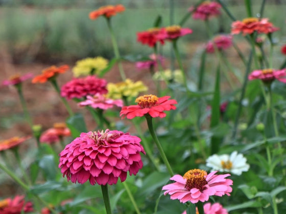 Flowers to Sow in October: Warm-Soil Seeds for Summer Vases and Bees