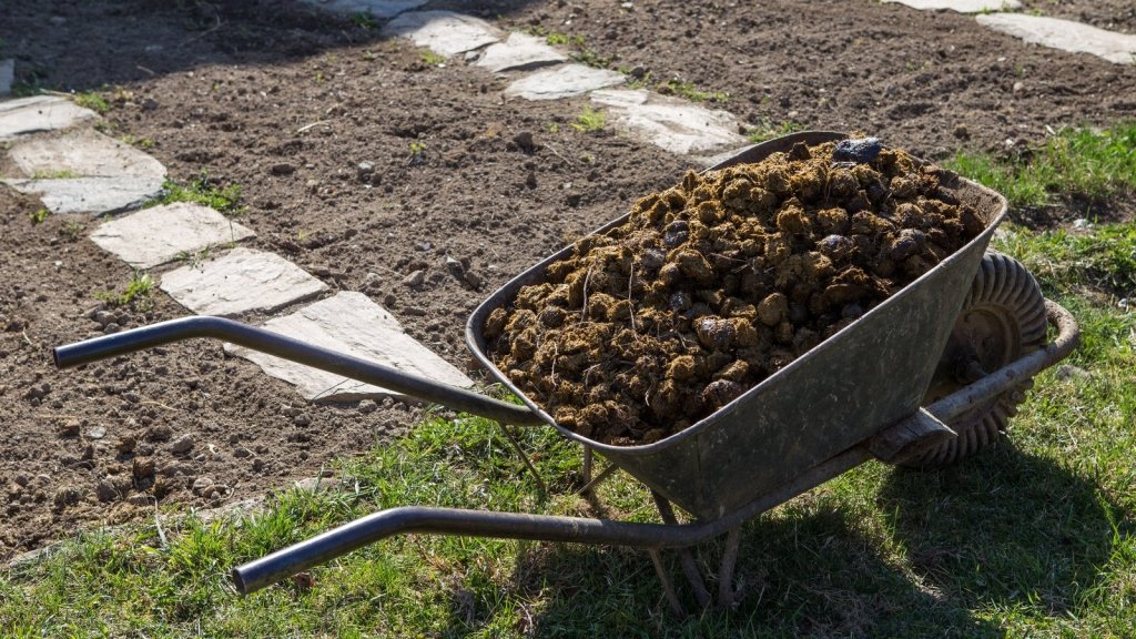 Food for the Soil: What Around the Home Can Feed Your Garden - Happy Valley Seeds