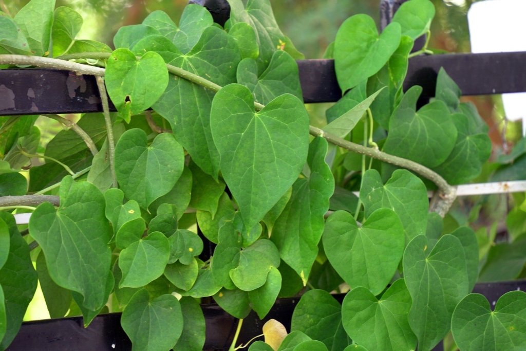 Giloy: the stick that looks dead, and the vine it becomes - Happy Valley Seeds