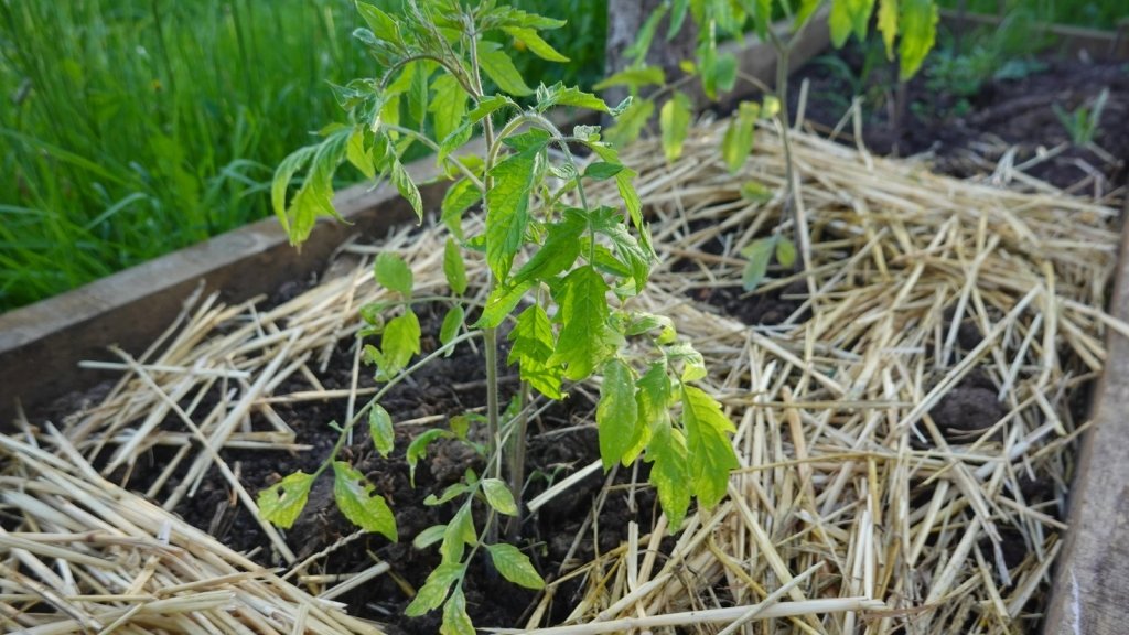 Going on Holiday? How to Help Your Garden Survive Without You - Happy Valley Seeds