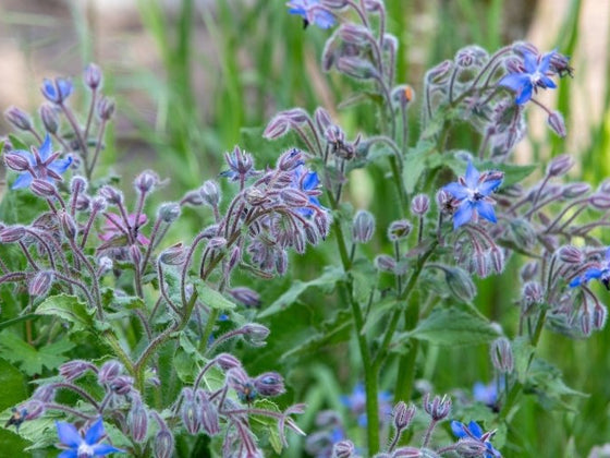 Growing Borage for Bees and Companion Planting