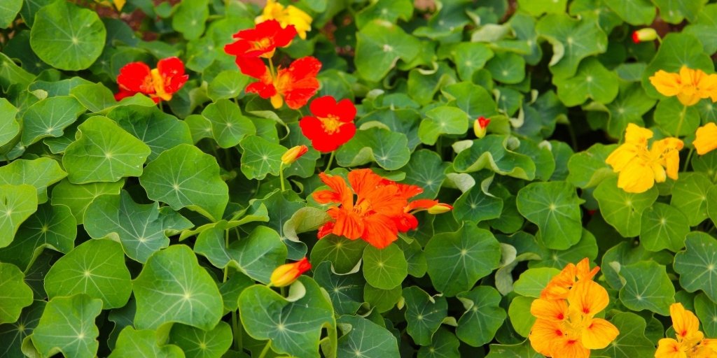 Growing Nasturtiums in the Vegetable Garden - Happy Valley Seeds