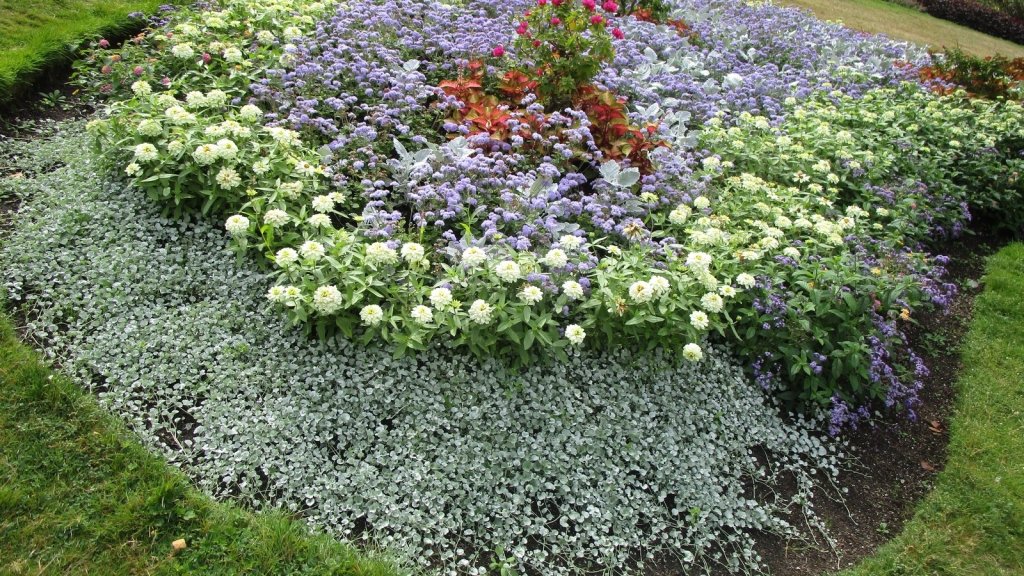 Growing Perennial Flowers From Seed: Patience Now, Colour for Years - Happy Valley Seeds