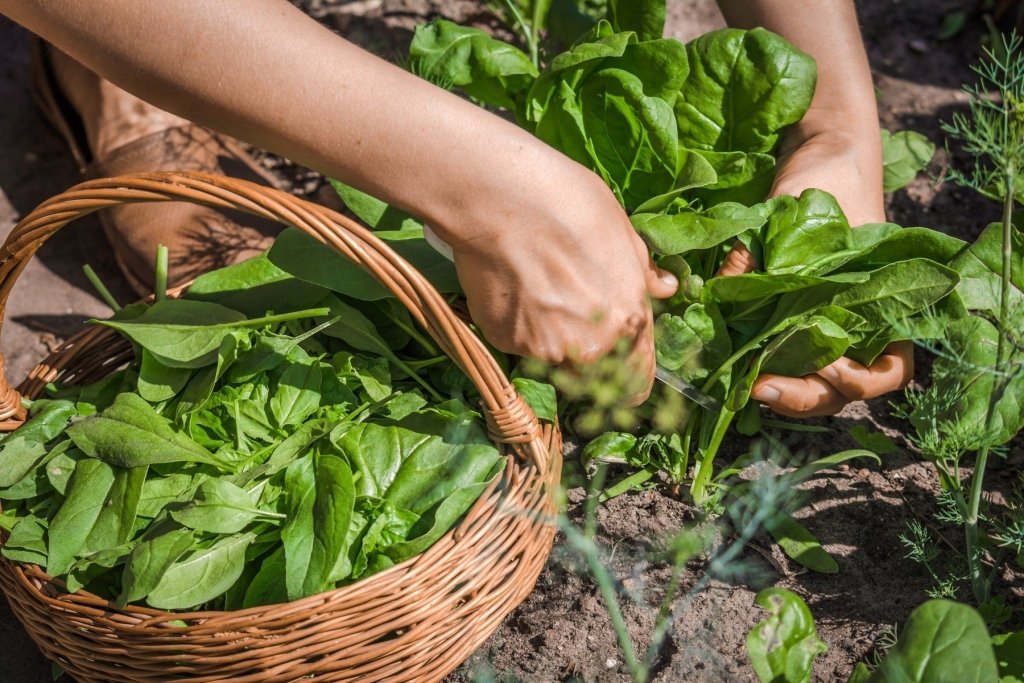 Growing Spinach At Home: A Comprehensive Guide For Home Gardeners - Happy Valley Seeds