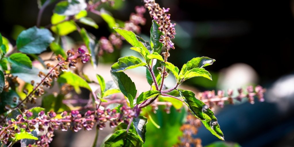 Growing Tulsi (Holy Basil) in Australia - Happy Valley Seeds