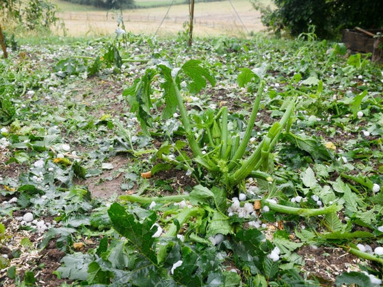 Hail and Storm Damage in the Vegie Patch: What to Do the Morning After