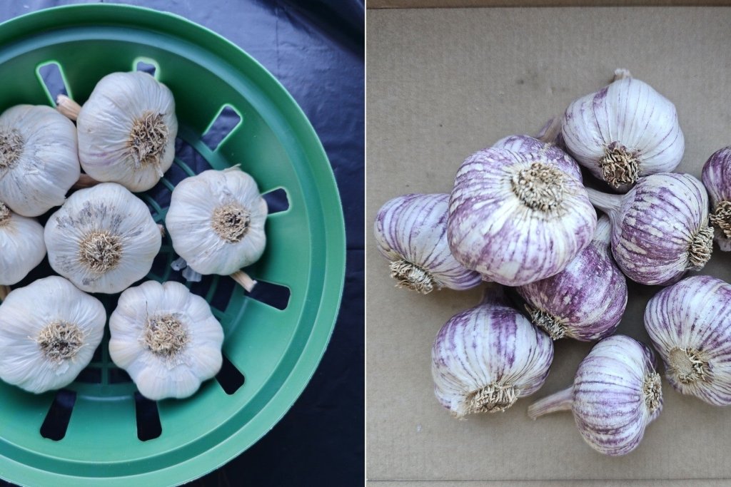 Hardneck vs. Softneck: Which Garlic Should You Grow? - Happy Valley Seeds