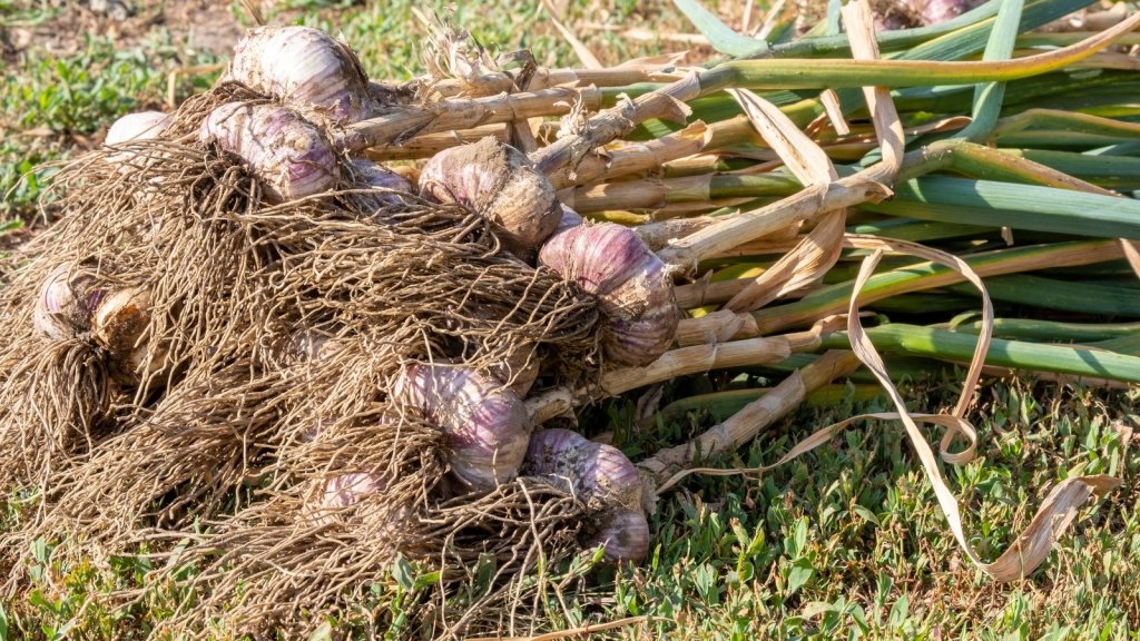 Harvesting and Curing Garlic: When to Lift It, How to Cure It and How to Make It Keep - Happy Valley Seeds