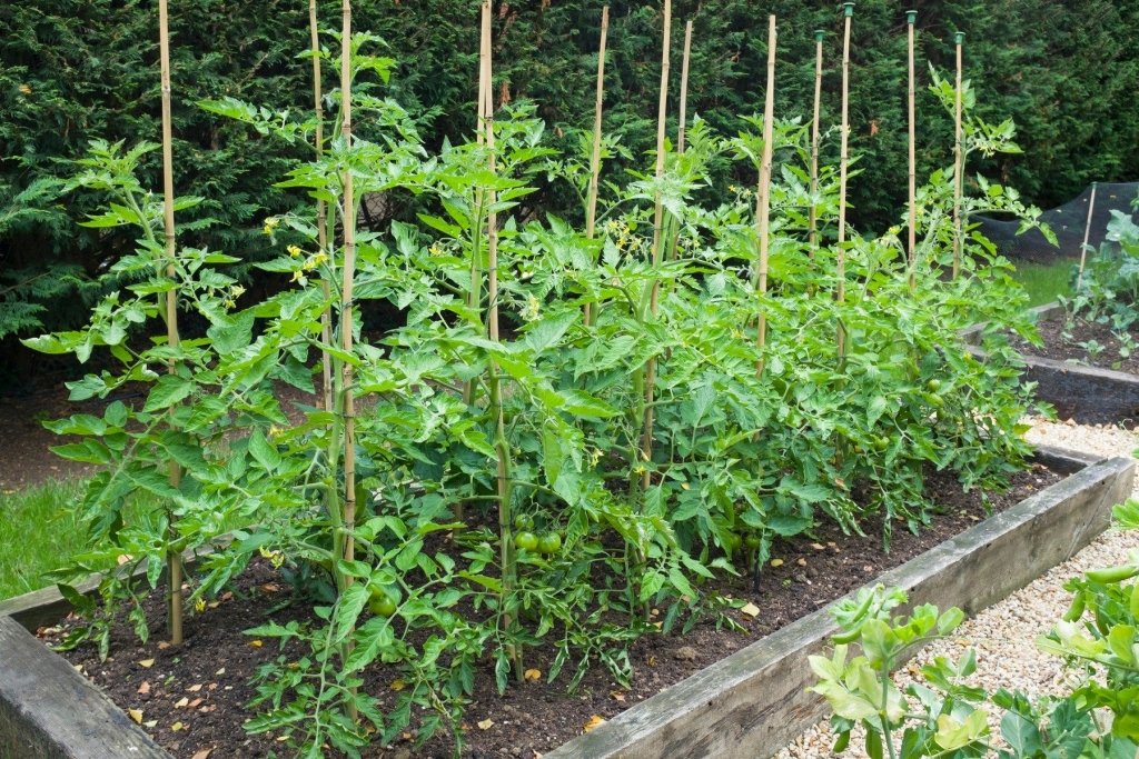 Heat-Loving Vegetables to Sow for a Subtropical Summer - Happy Valley Seeds