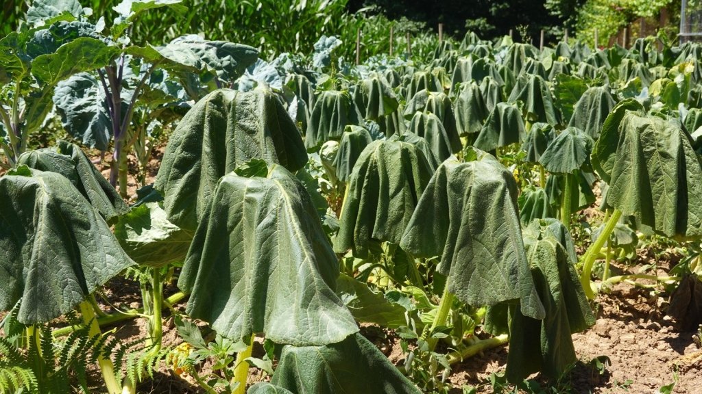 Heatwave Survival for the Vegetable Garden: Shade, Water and Timing - Happy Valley Seeds