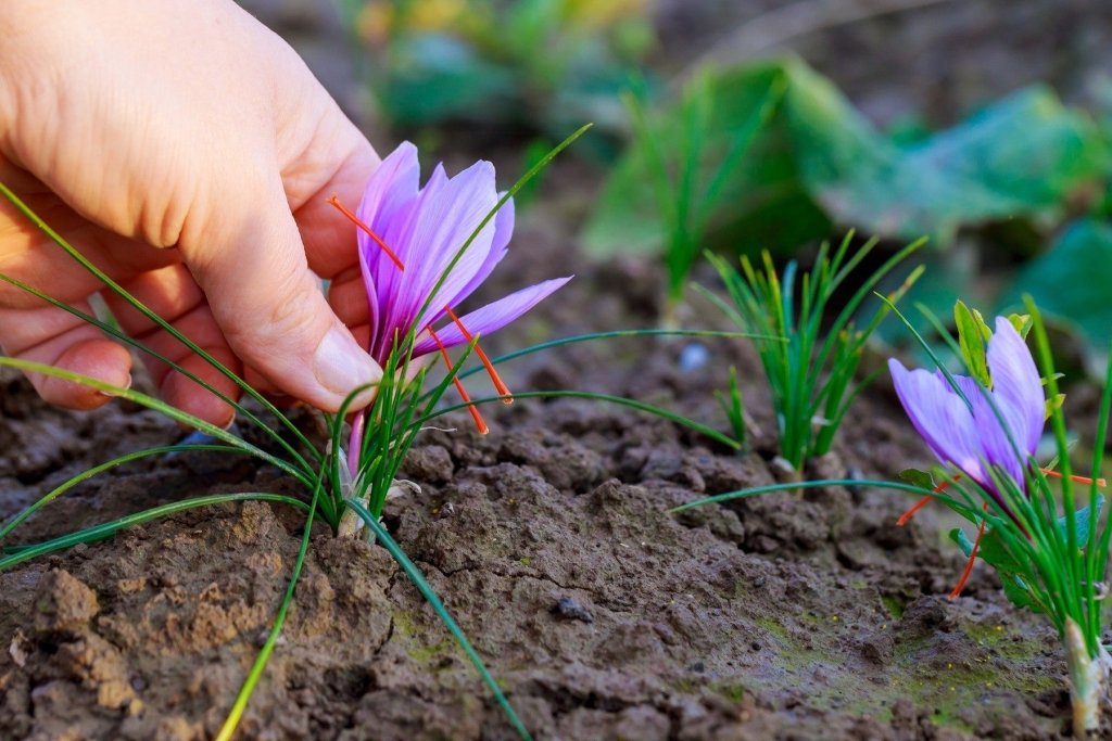 Help! My Saffron Didn't Flower: A Complete Troubleshooting Guide - Happy Valley Seeds