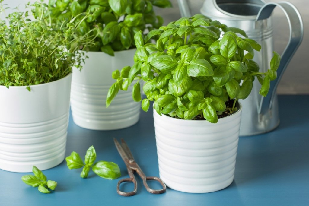 Herbs on a Sunny Windowsill: Fresh Pickings All Year - Happy Valley Seeds