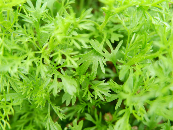 Herbs to Sow in February: Start the Cool-Season Bed, Save the Summer Seed