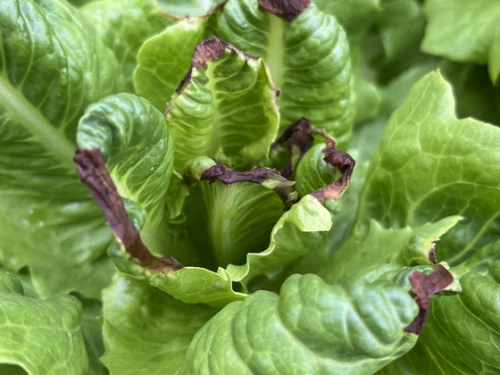Fertiliser burn: how to spot it and fix it