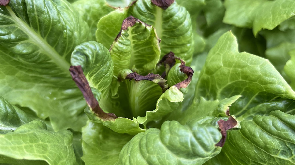 Lettuce leaves on a living plant with dry, brown, crisp edges and green centres.