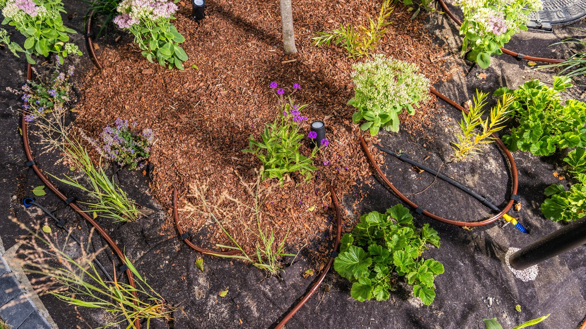 Bark mulch over a planted bed around a tree trunk, with drip tubing and some landscape fabric showing between low flowering plants and grasses.
