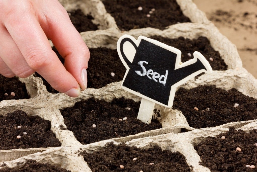 How long do seeds last? Storing seeds and testing if they still grow - Happy Valley Seeds